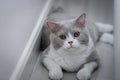 Cute British Shorthair cat, indoor shot. looking at the camera Royalty Free Stock Photo