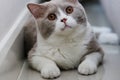 Cute British Shorthair cat, indoor shot. looking at the camera Royalty Free Stock Photo