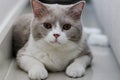 Cute British Shorthair cat, indoor shot. looking at the camera Royalty Free Stock Photo