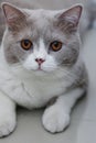 Cute British Shorthair cat, indoor shot. looking at the camera Royalty Free Stock Photo