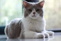 Cute British Shorthair cat, indoor shot. looking at the camera Royalty Free Stock Photo