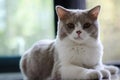 Cute British Shorthair cat, indoor shot. looking at the camera Royalty Free Stock Photo