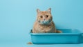 Cute British Shorthair cat in litter box on blue background Royalty Free Stock Photo