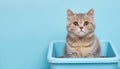 Cute British Shorthair cat in litter box on blue background Royalty Free Stock Photo