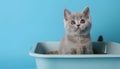 Cute British Shorthair cat in litter box on blue background Royalty Free Stock Photo