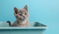 Cute British Shorthair cat in litter box on blue background Royalty Free Stock Photo