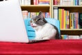 A cute british shorthair cat looking at a laptop with surprised expression with books shelf on back Royalty Free Stock Photo