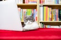 A cute british shorthair cat using laptop with books shelf on back Royalty Free Stock Photo