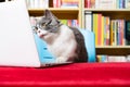 A cute british shorthair cat using laptop with books shelf on back Royalty Free Stock Photo