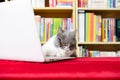 A cute british shorthair cat using laptop with books shelf on back Royalty Free Stock Photo