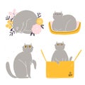 Cute british shorthair cat vector collection 4