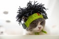 a cute british shorthair cat wearing punk style funny hat with dummy hairs