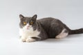 Cute british shorthair cat, white background Royalty Free Stock Photo