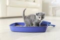 Cute British Shorthair kitten in litter box Royalty Free Stock Photo