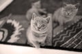 Cute British Shorthair kitten play on the carpet Royalty Free Stock Photo
