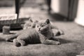 Cute British Shorthair kitten play on the carpet Royalty Free Stock Photo