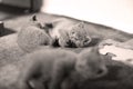 Cute British Shorthair kitten play on the carpet Royalty Free Stock Photo