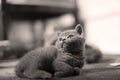 Cute British Shorthair kitten play on the carpet Royalty Free Stock Photo