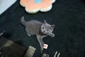 Cute British Shorthair kitten play on the carpet Royalty Free Stock Photo