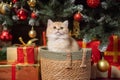 Cute British shorthair kitten sits in a basket under the Christmas tree and looks up Royalty Free Stock Photo