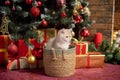 Cute British shorthair kitten sits in a basket under a Christmas tree with toys and looks away Royalty Free Stock Photo