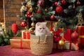 Cute British shorthair kitten sits in a basket under a Christmas tree with toys and looks away Royalty Free Stock Photo