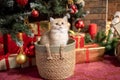 Cute British shorthair kitten sits in a basket under a Christmas tree with toys and looks up Royalty Free Stock Photo