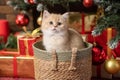 Cute British shorthair kitten sitting in a basket under the Christmas tree Royalty Free Stock Photo