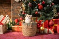 Cute British shorthair kitten sitting in a basket under the Christmas tree Royalty Free Stock Photo