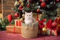 Cute British shorthair kitten sitting in a basket under the Christmas tree Royalty Free Stock Photo