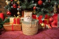 Cute British shorthair kitten sitting in a basket under the Christmas tree with toys and gifts red Royalty Free Stock Photo