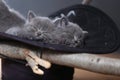 Cute kitten sleeping in a black hat Royalty Free Stock Photo