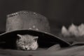 Cute kitten with hat on its head Royalty Free Stock Photo