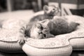 Cute British Shorthair kittens Royalty Free Stock Photo