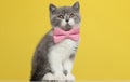 cute british shorthair metis cat sitting against yellow background Royalty Free Stock Photo