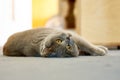 British shorthaired cat with yellow eyes lying on a blue carpet Royalty Free Stock Photo