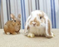 Cute broken oramge mini lop rabbit Royalty Free Stock Photo