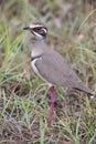 Cute bronze-winged courser standing in green grass