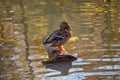 A cute brooding lonely brown mallard is resting on a tree log in the middle of a pond with reflections on the water surface and Royalty Free Stock Photo