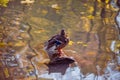 A cute brooding lonely brown mallard is resting on a tree log in the middle of a pond with reflections on the water surface and Royalty Free Stock Photo