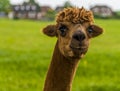 A cute brown Alpaca in Charnwood Forest, UK on a spring day