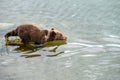 Cute brown bear cub with natal collar entering the Brooks River, Katmai National Park, Alaska Royalty Free Stock Photo