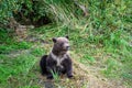 Cute brown bear cub with natal collar sitting and watching for mother bear, Katmai National Park, Alaska Royalty Free Stock Photo