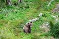 Cute brown bear cub with natal collar sitting and watching for mother bear, Katmai National Park, Alaska Royalty Free Stock Photo