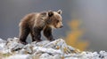 A cute brown bear cub standing on a rock formation in a forest setting Royalty Free Stock Photo