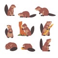 Cute Brown Beavers Set, Wild Rodent Animal in Different Poses Cartoon Vector Illustration Royalty Free Stock Photo