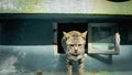 A cute brown and black stripes cat in a mailbox Royalty Free Stock Photo