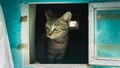 A cute brown and black stripes cat in a mailbox Royalty Free Stock Photo