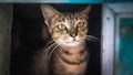 A cute brown and black stripes cat in a mailbox Royalty Free Stock Photo