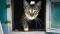 A cute brown and black stripes cat in a mailbox Royalty Free Stock Photo